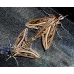 Silver-striped Hawkmoth Hippotion celerio 10 larvae 